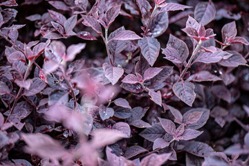 Joy Weed field. Blurred foreground and blurred background