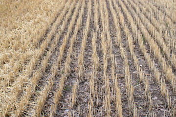 Wheat field after harvesting. Stubble of a mowed wheat field texture. Close-up	