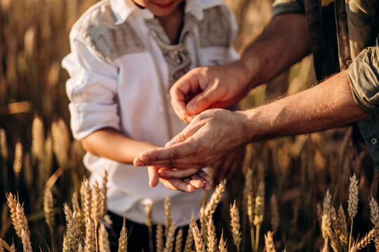Farmer father playing with his little son in the field. A grain of wheat in the hands of a child. Dad - an agronomist pours a grain of wheat into his son's hands. Agriculture concept.