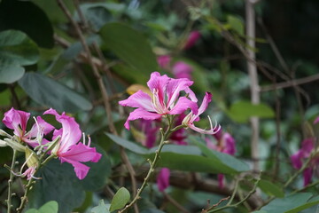 Bauhinia purpurea (Also called purple bauhinia, orchid tree, khairwal, karar) flower. In Indian traditional medicine, the leaves are used to treat coughs while the bark is used for glandular diseases