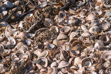 broken seashells on the shore