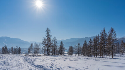 The sun's rays shine in a clear blue sky. The road is trampled in a snow-covered valley. Bare trees in snowdrifts. A picturesque mountain range in the distance. Altai