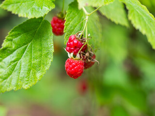 wild raspberries on a bush in the forest