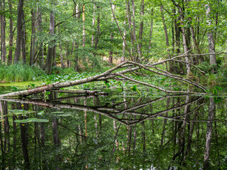 Obraz premium a forest landscape with a lake and a reflection of the trees in the water