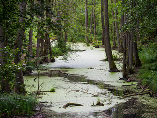 river in the forest in spring