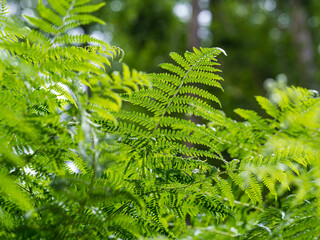 fern leaves in the forest