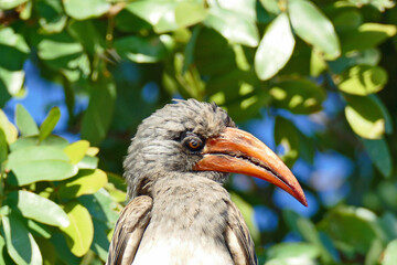 Obraz premium Eye lashes of Bradfield's hornbill