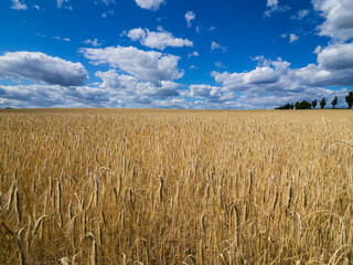 a large grainfield in summer with blue sky and few clouds