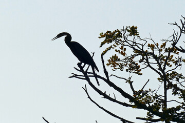 Silhouette of African darter black and white