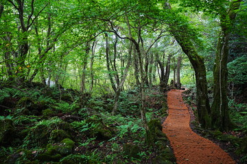 fascinating summer forest with fine path