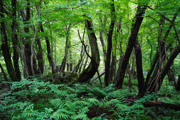 thick wild forest in summer