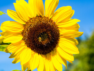 Obraz premium sunflower on blue sky background