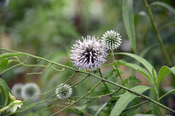 ルリタマアザミ