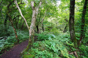 thick wild forest in summer