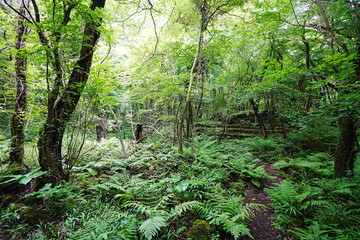 lively summer forest in the sunlight
