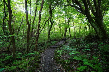 Fototapeta na wymiar fascinating summer forest with fine path