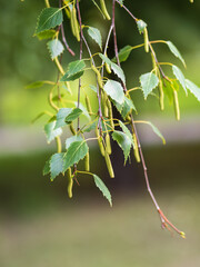 Fototapeta premium Birch branches with fresh green leaves and seeds. Birch tree branch, Betula pendula.
