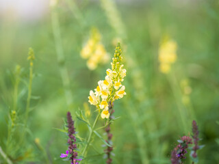 Linaria vulgaris common toadflax yellow wild flowers flowering on the meadow, small plants in bloom in the green grass