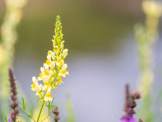 Linaria vulgaris common toadflax yellow wild flowers flowering on the meadow, small plants in bloom in the green grass