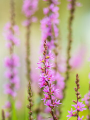 Summer Flowering Purple Loosestrife, Lythrum tomentosum on a green blured background.