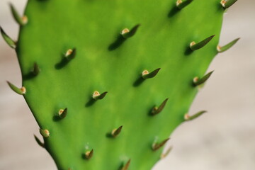 Opuncja kolczasta mrozoodporna opuntia kaktus sukulent