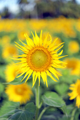 Fototapeta premium sunflower in the field