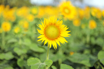 Obraz premium sunflower in the field
