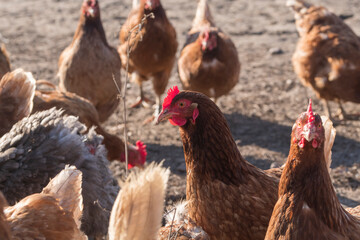 Freilandhaltung von vielen glücklichen Hühnern