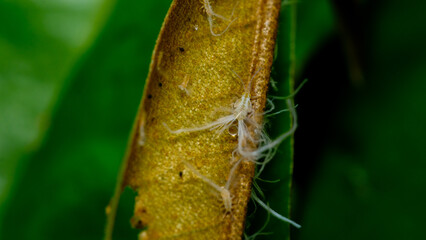 close up of a butterfly