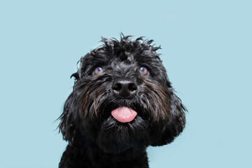 Portrait funny black poodle sticking tongue out. Isolated on blue pastel background