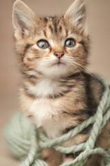 Portrait of a cute tabby kitten vertical frame