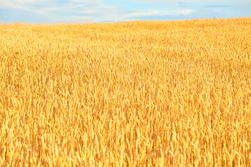 A field of ripening wheat in the countryside