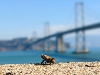 save the bees 