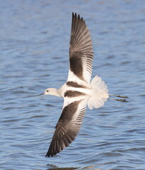 American Avocet in flight