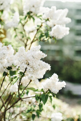 tree  blooming lilac