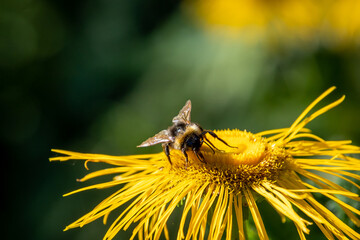 gros plan sur une abeille sur une fleur jaune