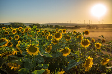 Obraz premium field of sunflowers