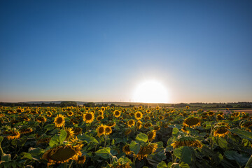 sunflower field at sunset