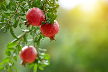 Pomegranate fruits with water droplets hanging on tree. - Powered by Adobe