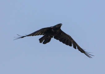 Black raven in flight against the sky