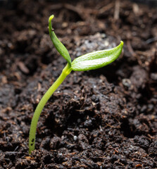 A small sprout of bell pepper sprouts in the ground.
