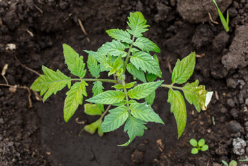 Young tomato seedling in the ground.