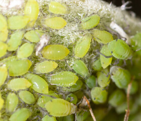 Small green aphids on a tree leaf.
