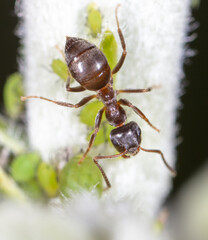 An ant grazes aphids on a tree leaf.