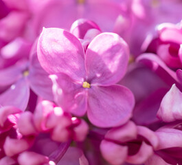 Beautiful lilac flowers in nature.