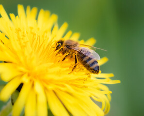 Bee on a yellow flower in nature.