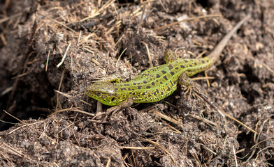 Green lizard on the ground in spring.