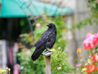 格好良く見えるカラス
