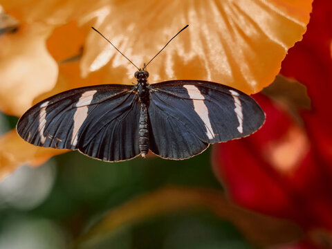 Heliconius Sara