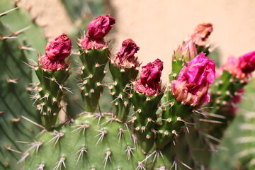 Opuncja ciernista erinacea utahensis różowy kwiat opuntia